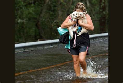 Hurricane Florence Pet Rescues In Photos The Atlantic