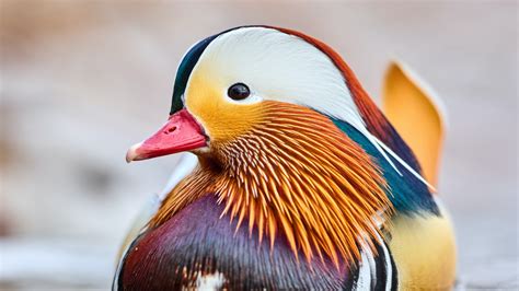 Colorful Mandarin Bird Duck Is Floating On Water 4k 5k Hd Birds