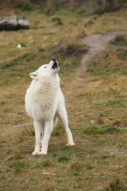 Mexican Wolf Howling