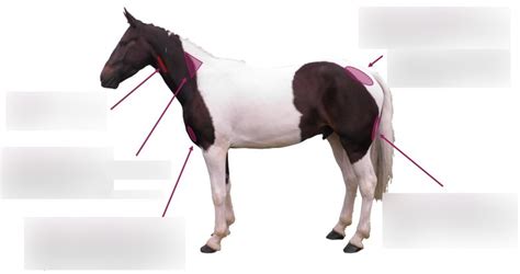 Equine Injection Site Diagram Quizlet