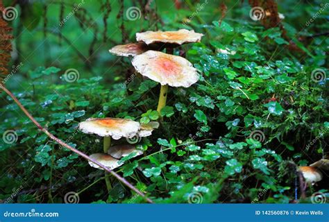 El Penacho Del Azufre Prolifera Rápidamente Fasciculare De Hypholoma