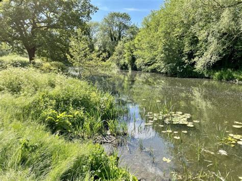 How does rewilding help climate change?