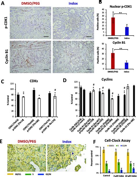 Effects Of Indox Administration On The Proliferation Of PDAC In The KPC