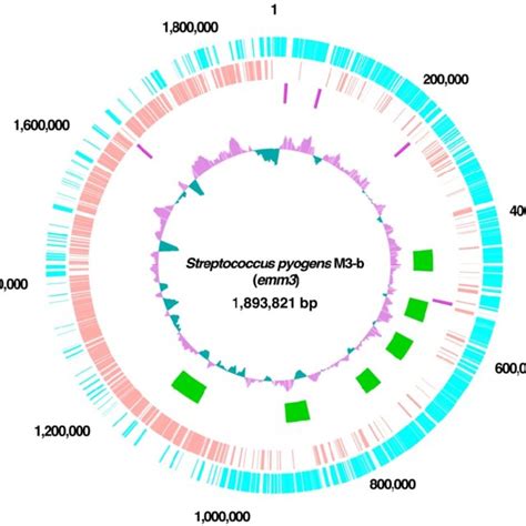 Circular Representation Of The Genome Of S Pyogenes Strain M3 B