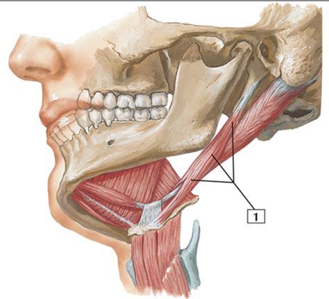 Suprahyoid Infrahyoid Muscles Diagram Quizlet