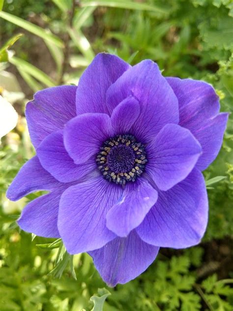 Purple Anemone Flower