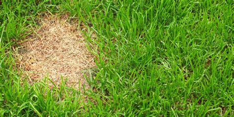 Common Turf Problems And Their Solutions Carolina Turf And Mosquito