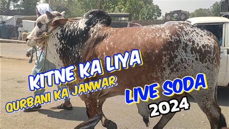 Kitne Ka Liya Live Soda Kitne Ka Hona Chahie Bakra Eid