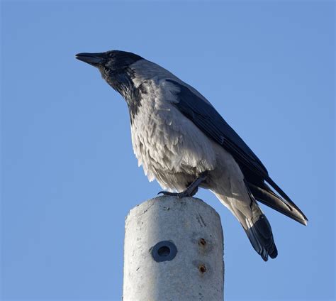 Burung Gagak Ilmu Foto Gratis Di Pixabay Pixabay