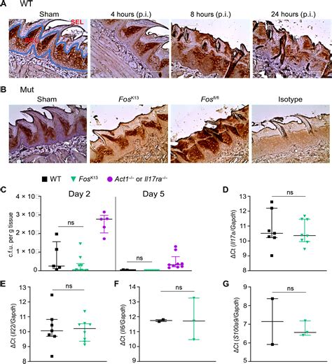 The Candida Albicans Toxin Candidalysin Mediates Distinct Epithelial