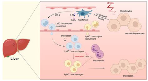 Macrophages Play A Key Role In Tissue Repair And Regeneration Peerj