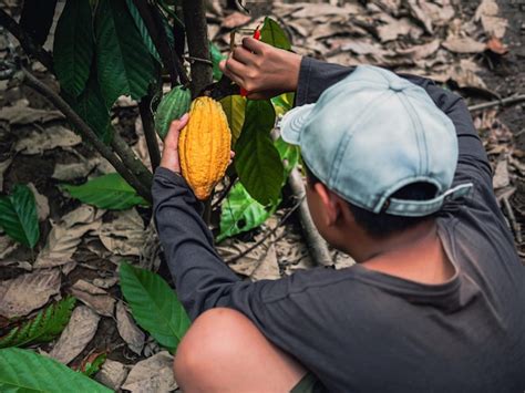 Premium Photo Cacao Farmer Use Pruning Shears To Cut The Cacao Pods