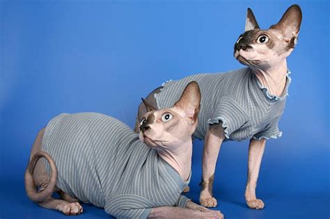 Steps to Taking Care of a Hairless Cat | by Sphynx World | Jul, 2023 ...