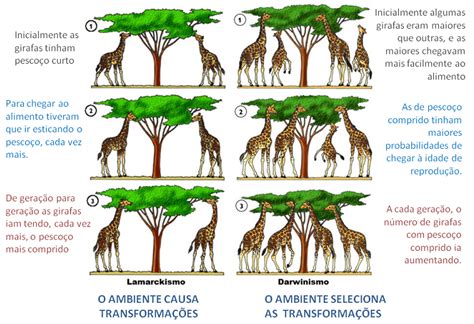 biologia 11º