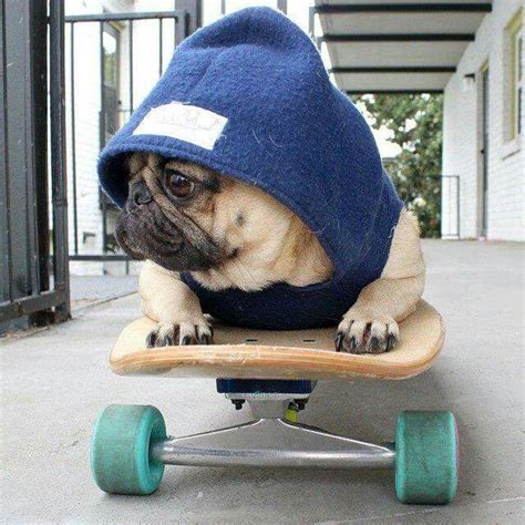 Skater Pug Pugs Funny Dog Lover Humor Funny Dog Jokes