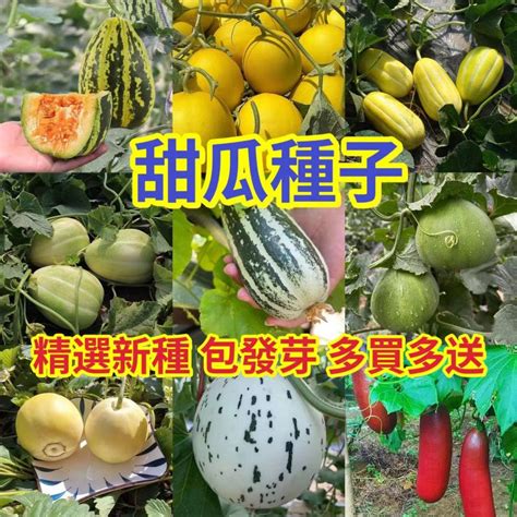 🌻向友農種業🌻【甜瓜種子】十幾款品種大全玉菇甜瓜羊角蜜種子黃河蜜爬藤瓜果種子庭院陽台耐熱高產發芽率高 蝦皮購物