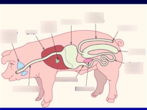 ANSC 102 Test 1 Non ruminant, Pig digestive system Diagram | Quizlet