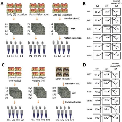 Schematic Representation Of 2d Dige Experimental Design Comparative Download Scientific