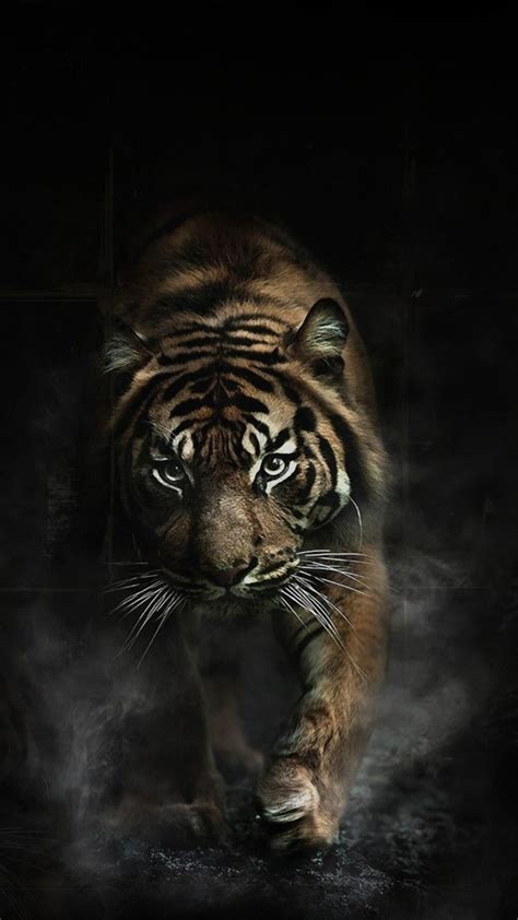 88 Wallpaper Hd Harimau Pics - MyWeb