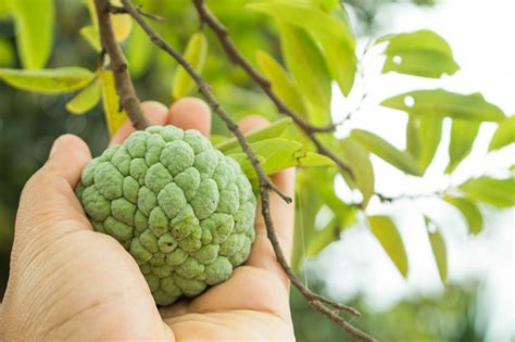 Fruta Do Conde Engorda Propriedades E Benef Cios Mundoboaforma