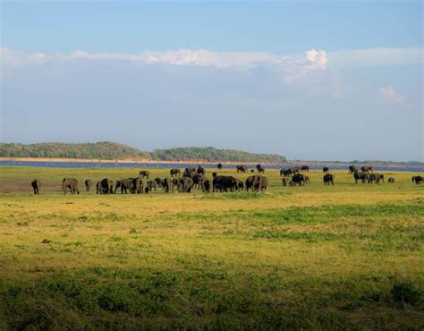 Minneriya National Park Half Day Sri Lanka Jeep Safari Getyourguide