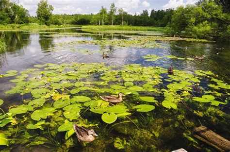 Ecology: Ecosystem Structure and Process - Carolina Knowledge Center