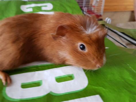 Beautiful female guinea pig babies | in Tewkesbury, Gloucestershire ...