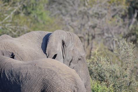 Los Elefantes Africanos Son Un Género Que Comprende Dos Especies De Elefantes Vivos El Elefante