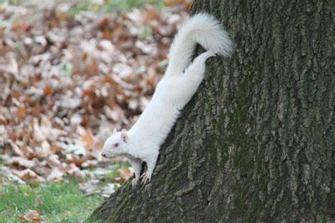 Snow White Squirrel by 7mts on DeviantArt