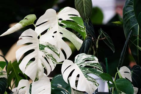 Complete Monstera Albo Plant Care Solving Its Common Issues