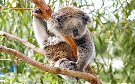 Koala Conservation Reserve Tickets Phillip Island Tours