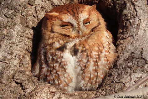 Eastern Screech Owl Red Phase Petit Duc Maculé Phase Ro Flickr