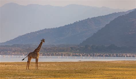 Bes G Lake Manyara National Park Oplev Det Bedste Af Lake Manyara