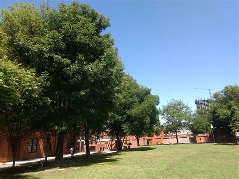 Árbol Fresno: Monumento Natural de Hojas Vibrantes » Conciencia Ecológica