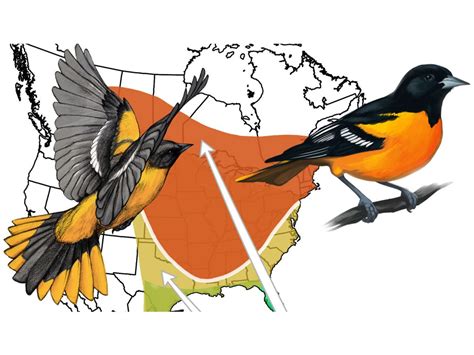 The Basics of Bird Migration: How, Why, and Where | All About Birds