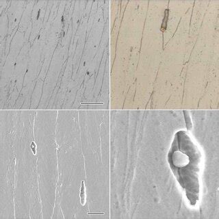 Microstructures Of Longitudinal Section Near Tensile Fracture Surfaces