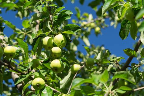 Podar Un Manzano Incrementar La Calidad Del Fruto