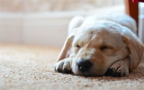 Dogs Sleeping Wallpaper High Definition High Quality Widescreen