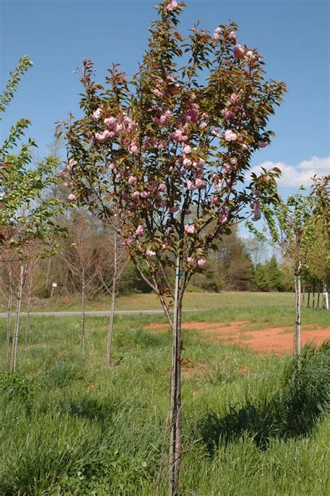 Kwanzan Cherry Flowering Ornamentals Mcmakin Farms