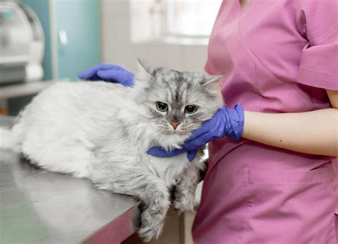 Upper Respiratory Infection In Cats Petmd