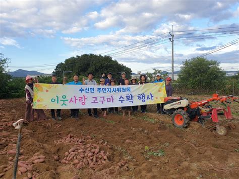 천안시 부성1동 새마을지도자회·부녀회·수신면 주민자치위 사랑의 고구마 캐기·마늘 고추장 담기 행사 가져