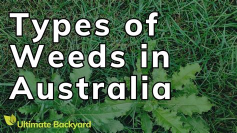 Types Of Weeds In Australia Identification Guide With Pictures Youtube