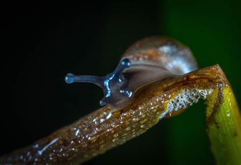 Snail Snails And Slugs Slug Macro Image Free Photo