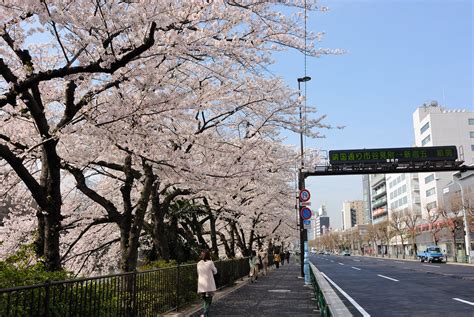 桜sakura 外濠 XIAOBIN WENG Flickr