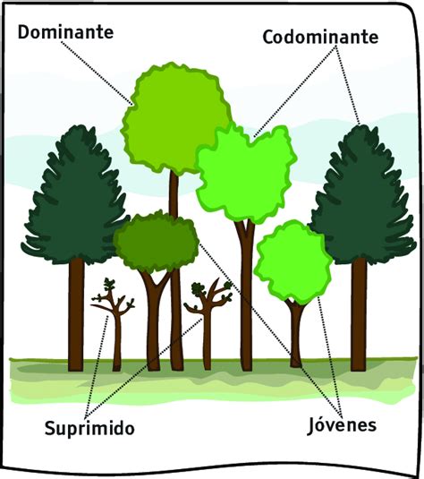 Details 48 tipos de copas de árboles pdf Abzlocal mx