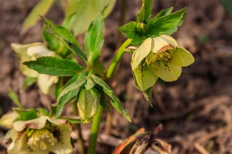 Premium Photo Green Hellebore Flower On Flowerbed In Garden