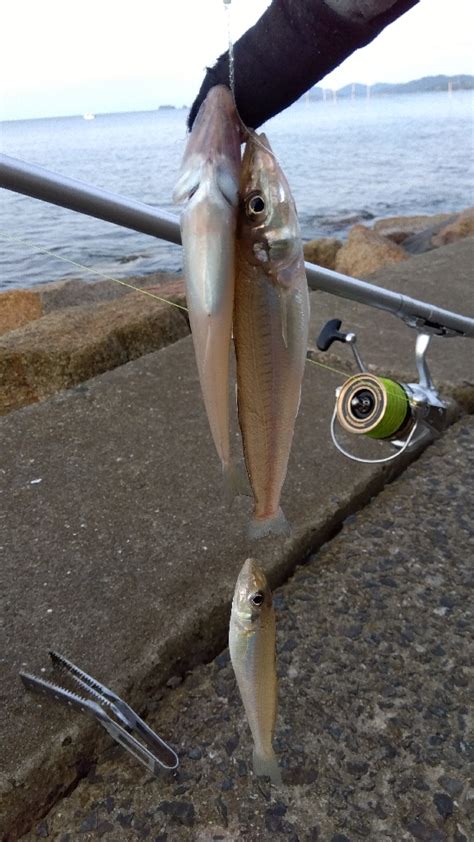 苅屋海岸のキス釣り 兵庫県瀬戸内海側 中川、揖保川 投げ釣り キス 陸っぱり 釣り・魚釣り 釣果情報サイト カンパリ