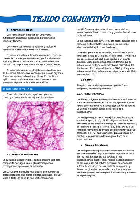 Tejido Conjuntivo RESUMEN Características y Tipos TEJIDO CONJUNTIVO