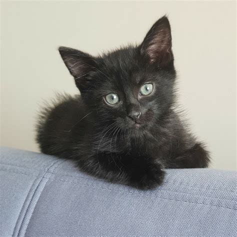 Наш маленький котик | Пикабу