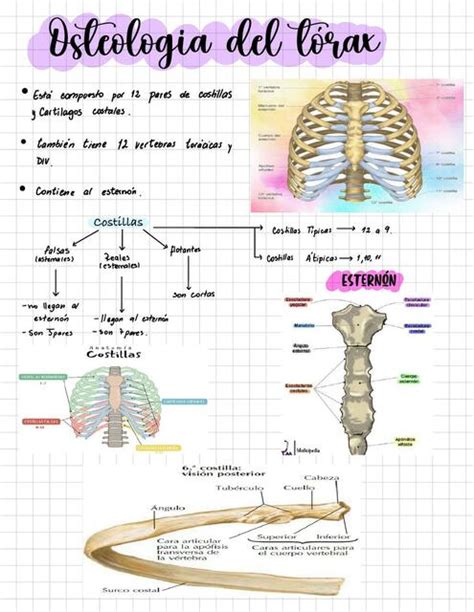 Osteología del tórax Florencia uDocz